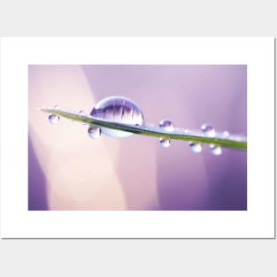 Water Drop Dewdrop Nature Serene Calm Posters and Art